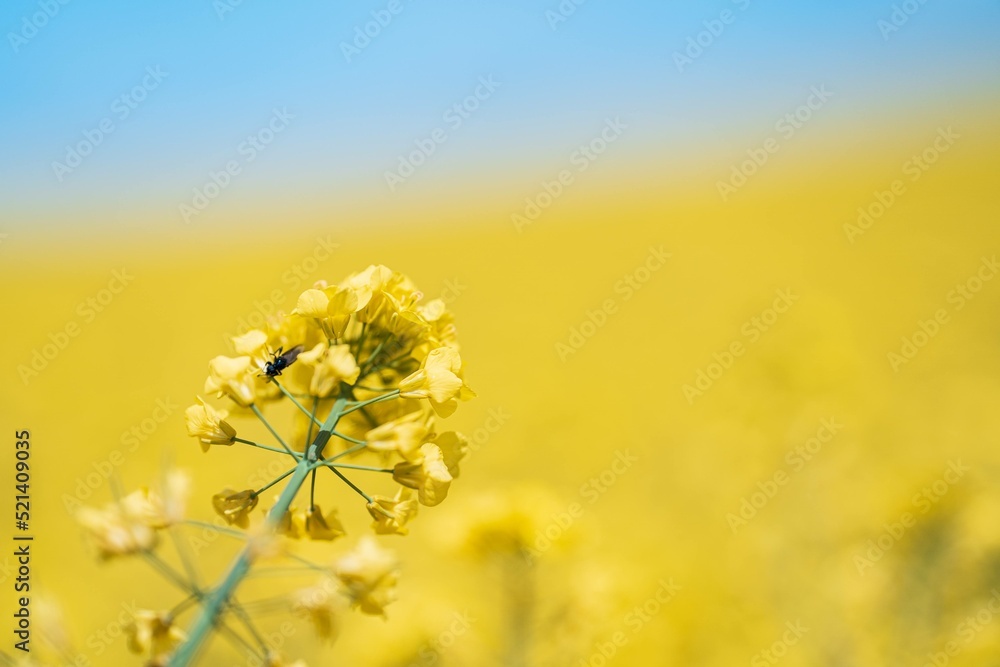Obraz premium Rapeseed flowers with blurry background
