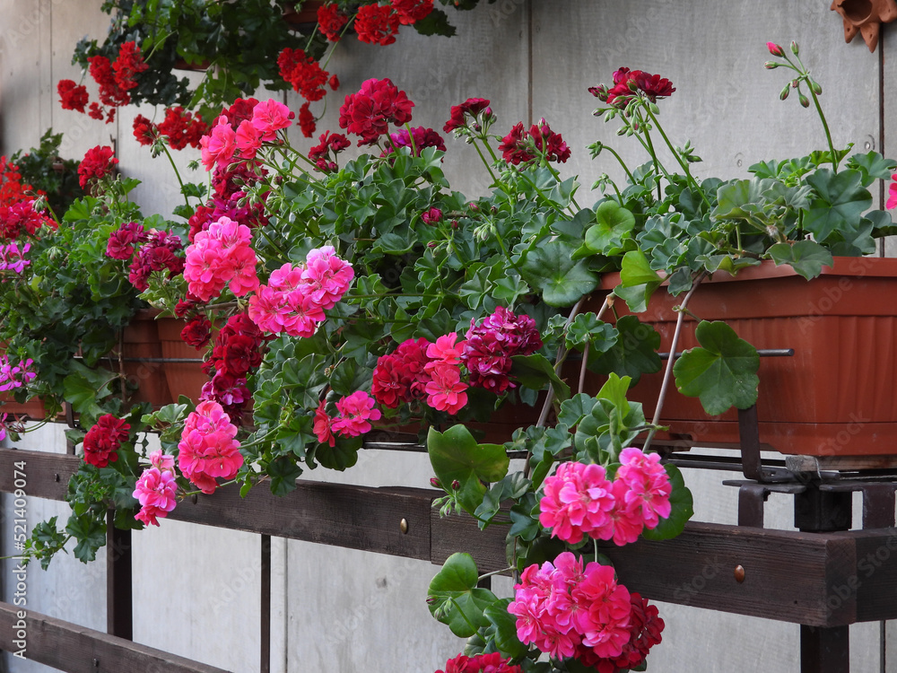 Naklejka premium blooming geraniums on the balcony