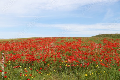 Poppy fields of West Pentire – England photo