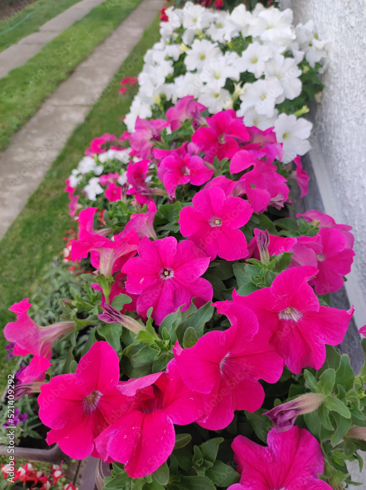 pink and white blooming petunias close up