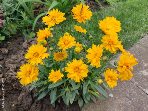 blooming coreopsis flowers in the garden photo