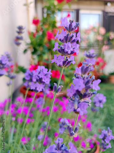 blooming lavender plant close up