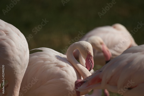 Flamingos im Zoo Vivarium Darmstadt 