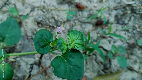 Beautiful Shot Of Punarnava Flower Ayurvedic Medicine Plant photo