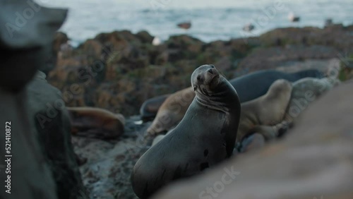 Selective focus of sealion resting near ocean in Southern California near San Diego. photo