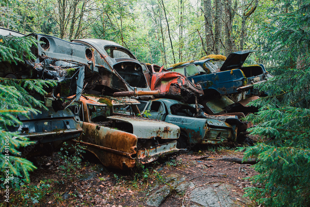 Fototapeta premium car in the forest