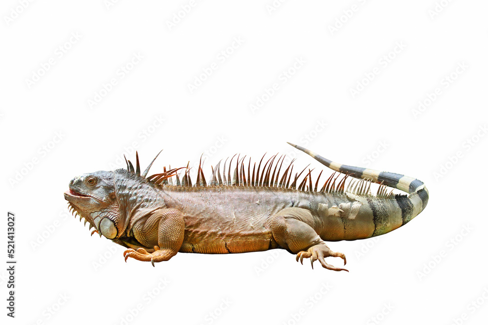 Fototapeta premium Beautiful iguana isolated on white background.