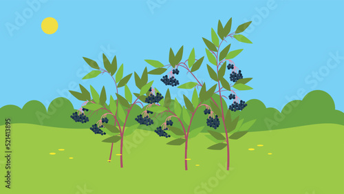 elderberry bush on the background of nature