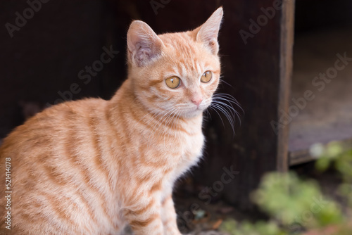 portrait of a cat