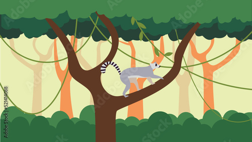 lemur on a tree in the rainforest