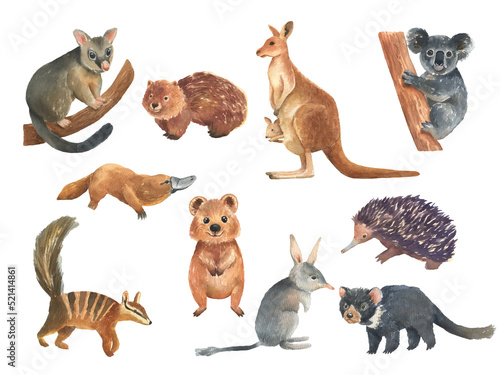 Set of Australian animals watercolor illustration isolated on white background. Cute hand drawn kangaroo, koala, bilby and quokka. Australia Day