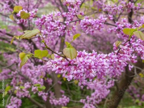 pink flowers blooming