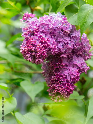 lilac flowers on a green background