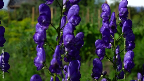 A vertical dolly shot of a blue Monkshood Delphinium flower. Macro slide shot on the background of a green garden. photo