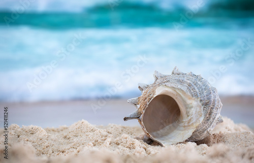 Big sea shell on the sand on the beach with blur big sea wave in background, close up