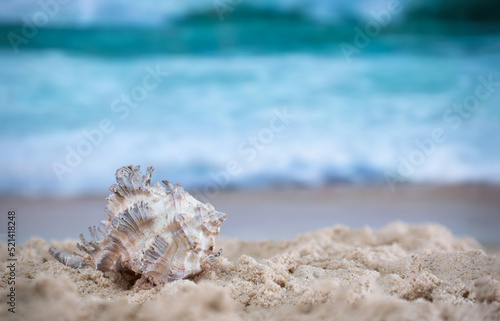 Big sea shell on the sand on the beach with blur big sea wave in background, close up © Bonn