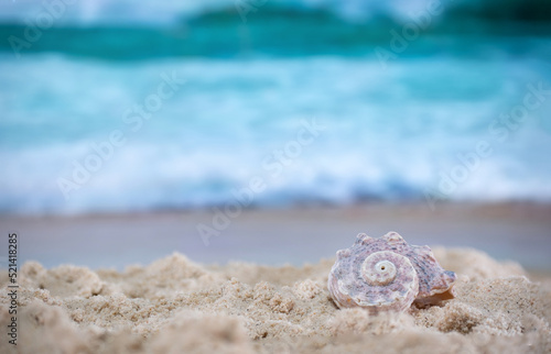 Big sea shell on the sand on the beach with blur big sea wave in background, close up