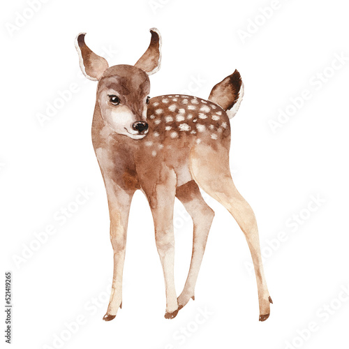 Watercolor baby deer isolated on white background. Cute woodland animal hand-painted illustration. Kids design photo