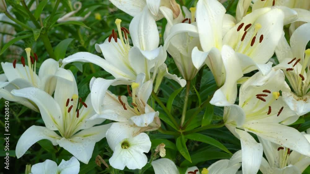 Vertical close-up of dolly white lilies. Slide shot in the flower garden. Vertical close-up of dolly white lilies. Slide shot in the flower garden.
