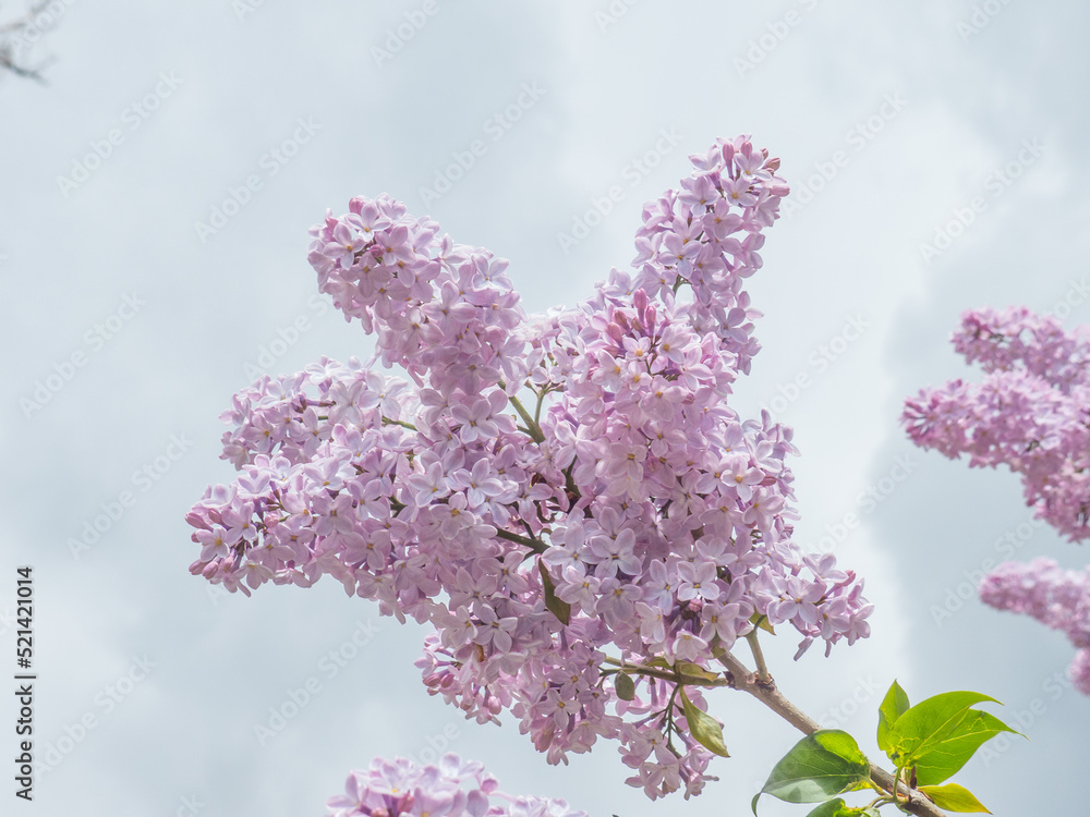 branch of lilac flowers