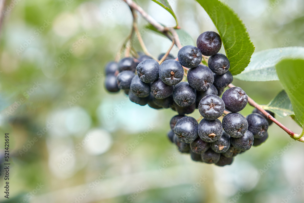 Aronia berries are ripening in the garden. Cultivation of mountain ash.