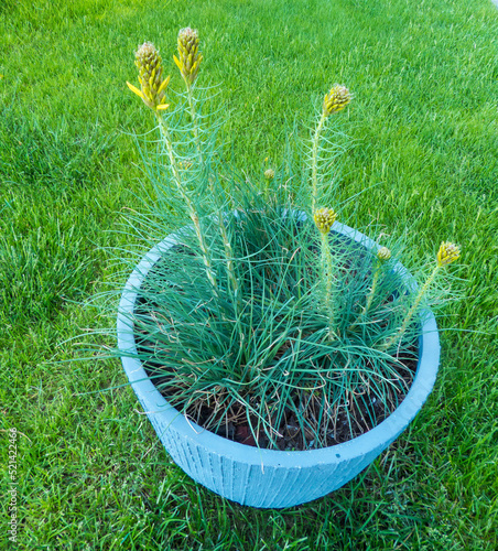 plant in a pot