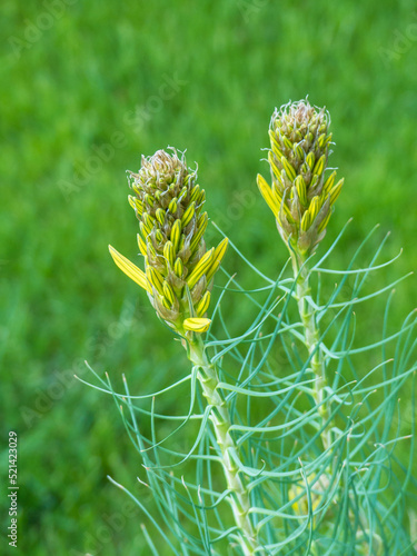close up of flower