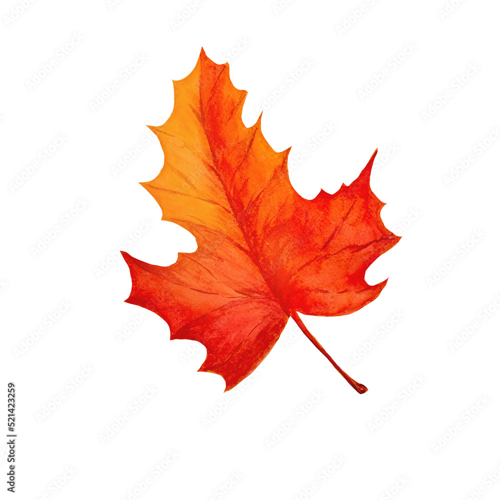 Maple autumn red leaf, watercolor illustration isolated on white background. Maple autumn red leaf, watercolor illustration isolated on white background.