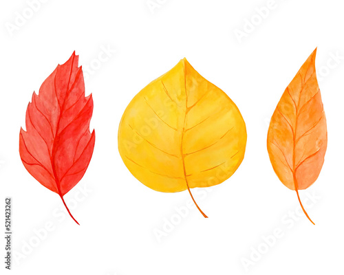 Set of autumn leaves hand drawn in watercolor isolated on white background.  For Thanksgiving cards or posters  Halloween  harvest.