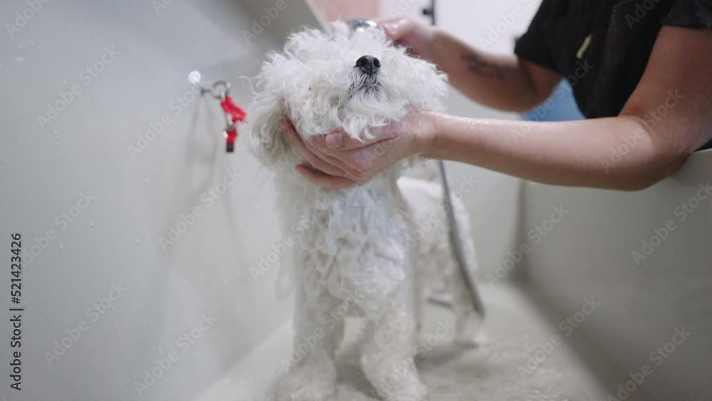 bathing white poodle in bathroom of grooming salon or veterinary center, groomer is washing dog bathing white poodle in bathroom of grooming salon or veterinary center, groomer is washing dog