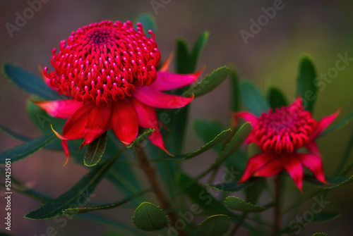 NSW Waratah photo