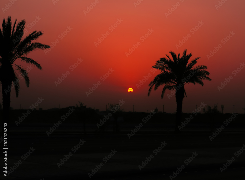 sunset over the desert, date tree backgrond