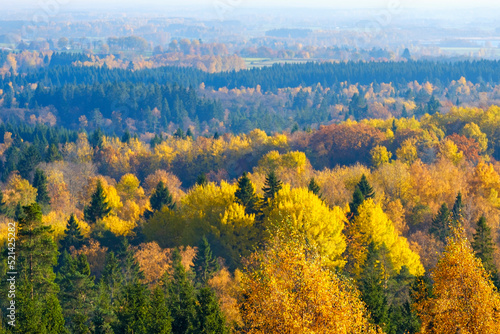 Beautiful autumn colors at a forest view
