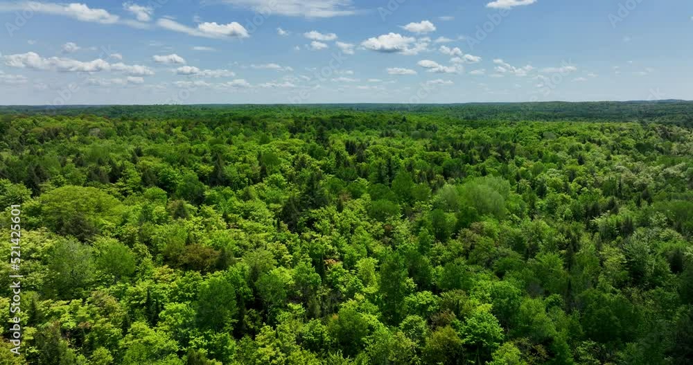Aerial forward motion view of a vast green forest Aerial forward motion view of a vast green forest
