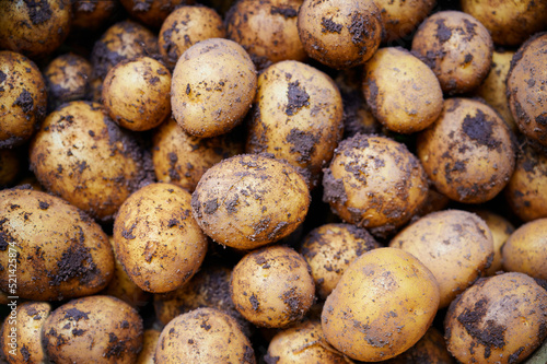 Pile of dirty raw unpeeled potatoes . Unadorned potato background.