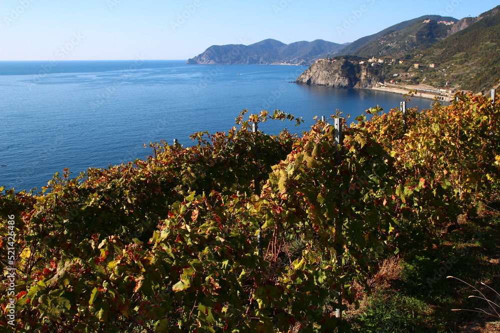 A view of Corniglia from the vineyards of Manarola on an October afternoon (Cinque Terre, Liguria, Italy)
