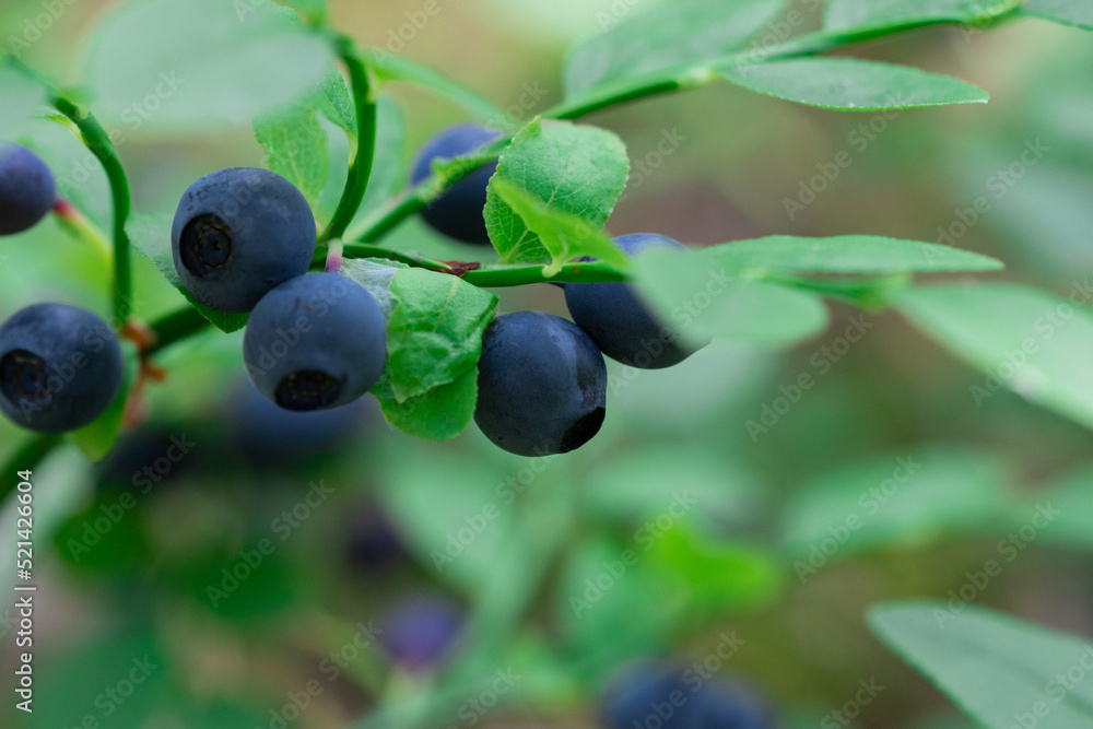 wild bush of blueberry with fruits in sunny forest during summer. wild bush of blueberry with fruits in sunny forest during summer.