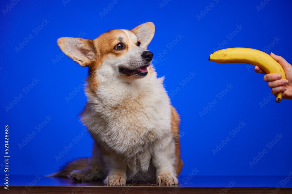 Picture of Are Bananas Good For The Cardigan Welsh Corgi