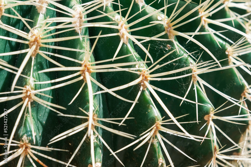 A close-up pattern of thorns of a green cactus. A close-up pattern of thorns of a green cactus.