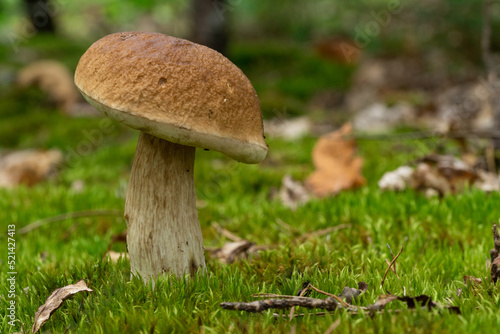 Mushrooms cut in the forest. Mushroom boletus edilus. Popular white mushrooms Boletus in the forest