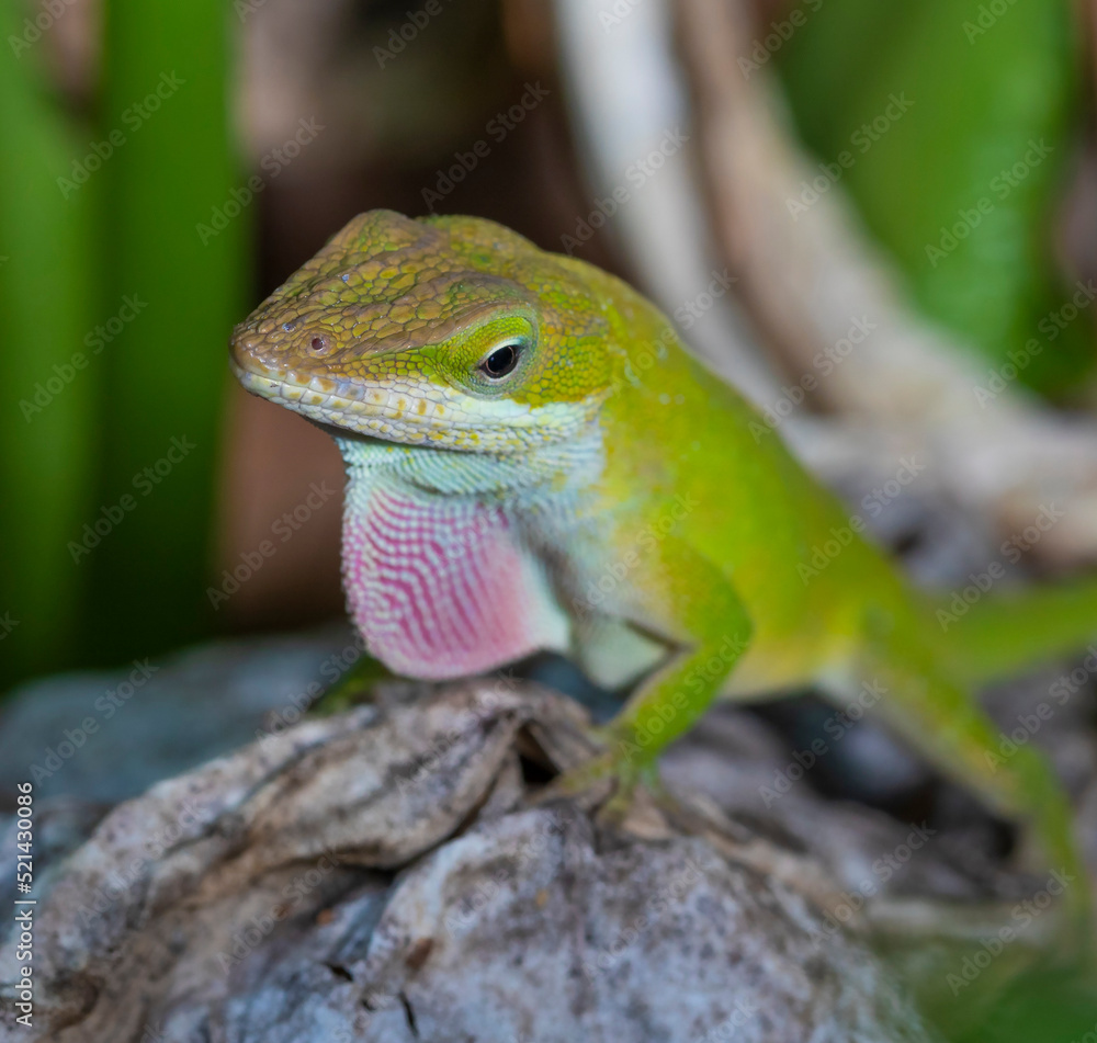 Wild gecko ready to mate Wild gecko ready to mate