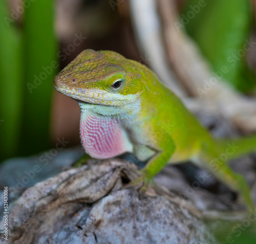 Wild gecko ready to mate