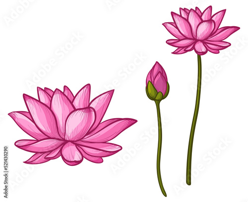 Lotus illustration. Vector water lily isolated on white background.