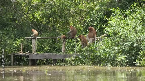 Proboscis monkeys (nasalis larvatus) in their natural habitat photo