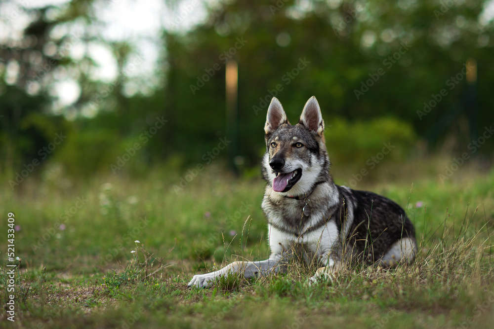 Young Czechoslovakian wolfdog lying on the grass and keenly observing 