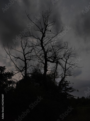 dark big tree horror scary  © Aslan