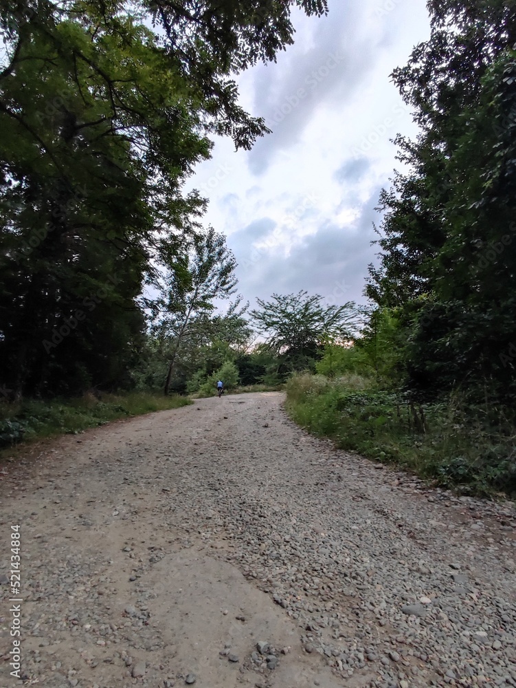 Obraz premium dark forest road nature trees tree