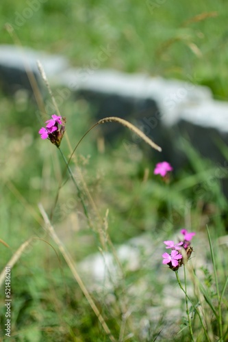 tiny pink flowers in the garden