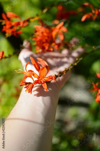 Beauty montbreccia in the palm