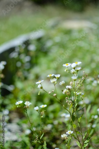 Delicate summer flowers